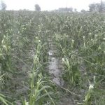 campo-granizo