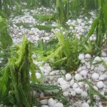 granizo-campos