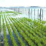 campo-inundado