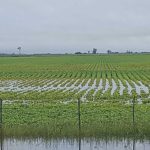 campo-inundado