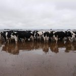campo-inundado