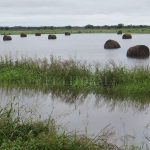 campo-inundado