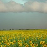 girasol