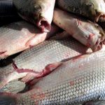 pescado