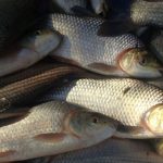 pescado