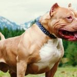 pitbull