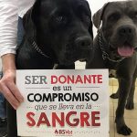 donante-organos-animales
