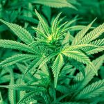 marihuana