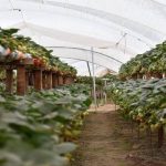 frutilla