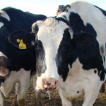vacas