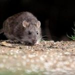ratas