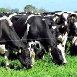 vacas