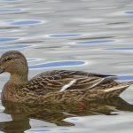 pato