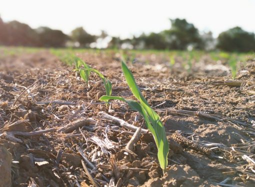 El agro santafesino precisa más de 100 milímetros para superar la sequía