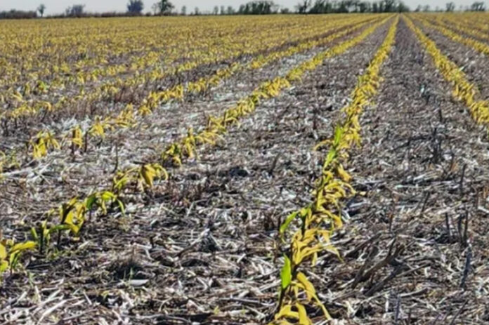 Las lluvias impulsarían una siembra masiva de trigo | Bumerang News